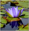I Love Water Lilies